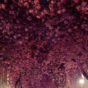 Meet your Posher, Chelsea